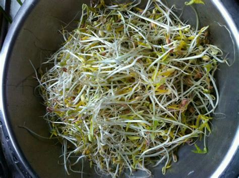 绿豆芽怎样发，首先要进行浸种 - 农敢网