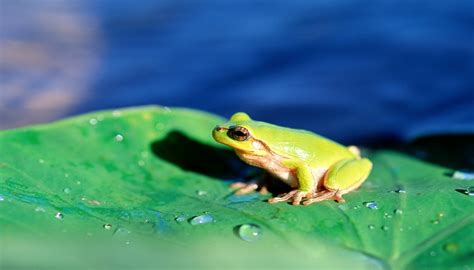 电子蛙眼是根据青蛙的什么发明的 - 阅品美食