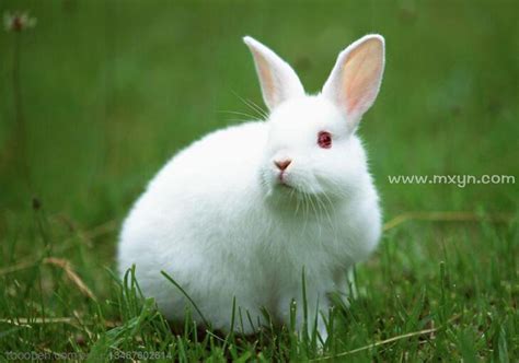 做梦梦到兔子 梦到兔子是什么征兆_知秀网