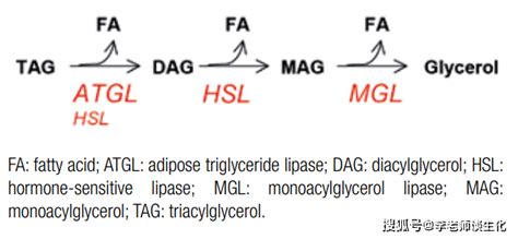 甘油三酯的分解代谢以及脂解的多种功能_过程
