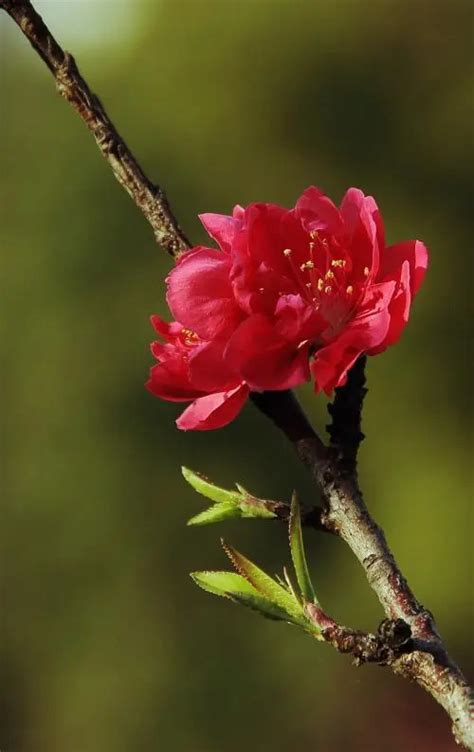 湖南的省花是什么花 湖南省的省花是什么 - 养花经验