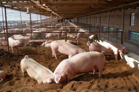 智能养猪场，国外养猪场喂猪太先进，几千头猪你敢想吗_腾讯视频