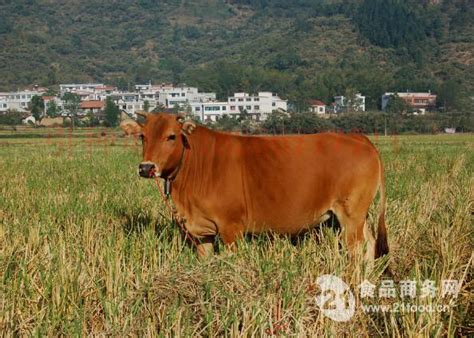 肉牛养殖场批发肉牛犊 西门塔尔牛 鲁西黄牛 小肉牛犊子新价格-阿里巴巴