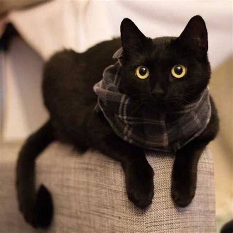 适合小黑猫的名字，小黑猫取名字大全-酷派宠物网