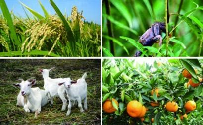 麦田的小麦农作物图片 - 免费可商用图片 - cc0.cn