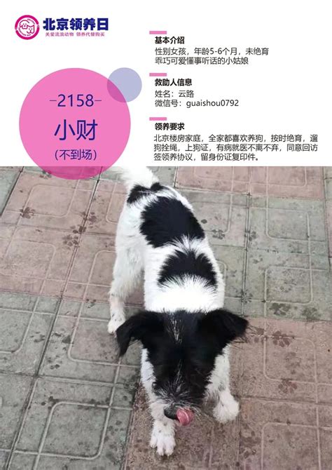 北京一窝的小奶狗，求领养照顾_领养狗狗
