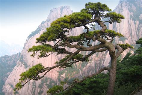 黑松Pinus thunbergii Parlatore_植物图片库_植物通