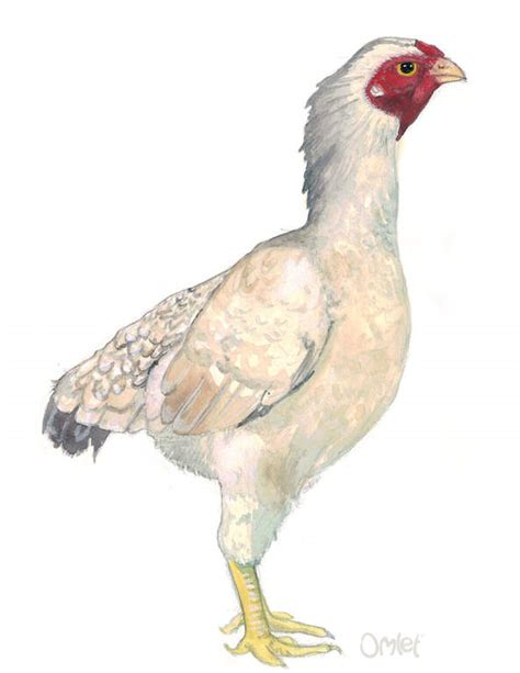 Shamo Chicken: Eggs, Height, Size and Raising Tips