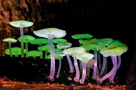 暗夜精灵 发光蘑菇的秘密世界|文章|中国国家地理网