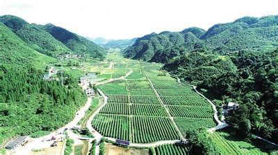 福泉市：推广大豆玉米带状复合种植助农提质增效-贵阳网