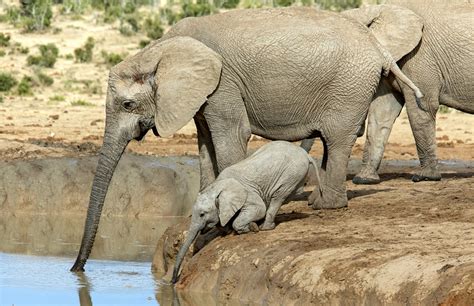 鼻到用时方恨短！南非象宝宝喝水够不着急坏了