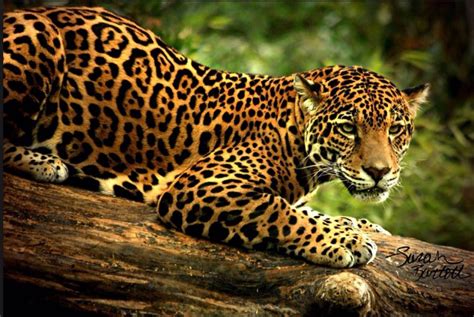 盘点世界豹子的种类：波斯豹体型最大 - 520常识网