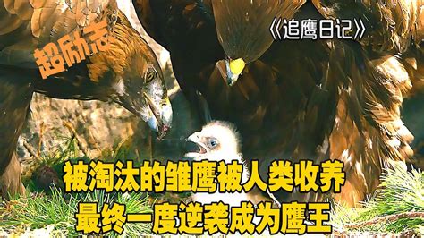 “猎鹰之乡”和驯鹰人|文章|中国国家地理网