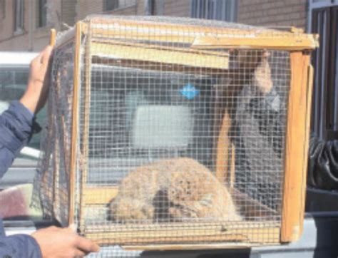 兔狲狲思邈救了这家动物园：西野 被赞动物的乐园_新闻频道_中华网