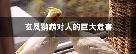 “玄凤鹦鹉”和“虎皮鹦鹉”，体型相差比较大，能合笼一起养吗？