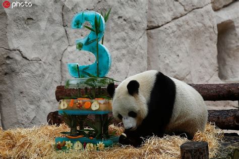 旅俄大熊猫吃冰镇竹子蛋糕庆生-新闻中心-温州网