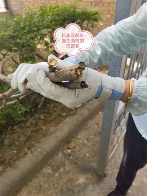 （咸阳）三原县自然资源局外来入侵物种普查外业调查工作圆满完成 _www.isenlin.cn