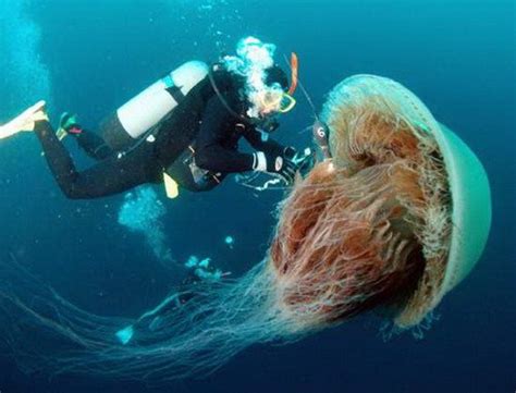 冲浪爱好者分享巨型水母视频 网友:不敢下海了_看现场_看看新闻