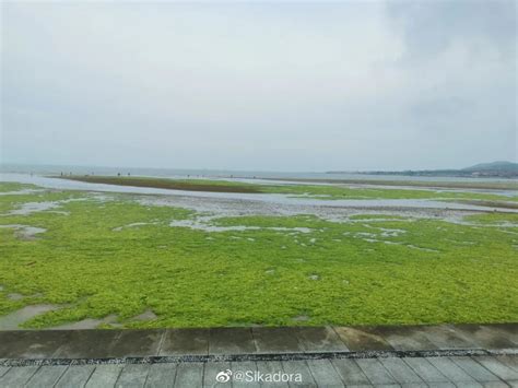山东青岛：大规模浒苔来袭 沙滩又似大草原--图片频道--人民网