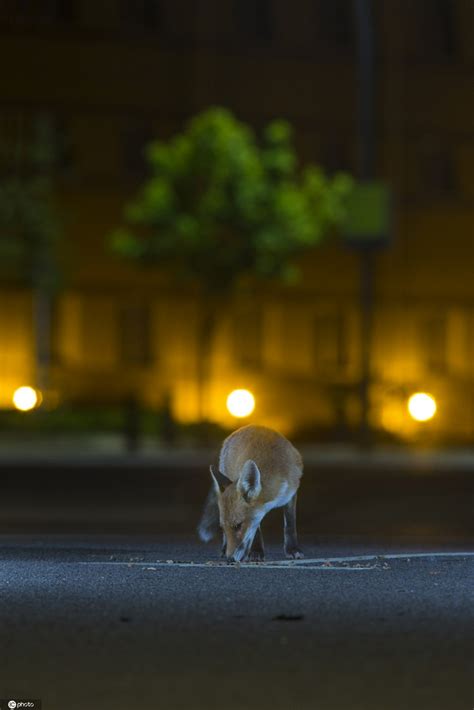 英国设计师夜间拍摄狐狸 伦敦街头忙觅食_新浪图片