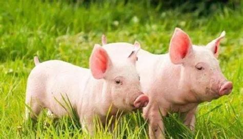 属猪的今年多大 属猪的今年多大年龄2022-善吉网