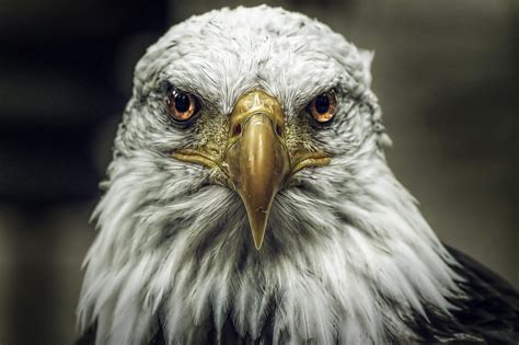 Bald Eagles at Conowingo Dam, Revisited – Birding Pictures