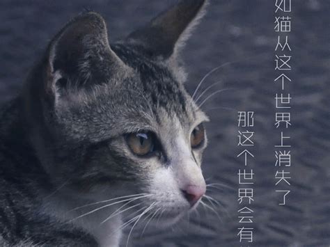 假如猫从这个世界上消失了_youkai_-站酷ZCOOL