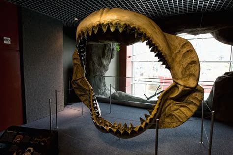 巨牙鲨可能因为体型庞大而更易灭绝 - 神秘的地球 科学|自然|地理|探索