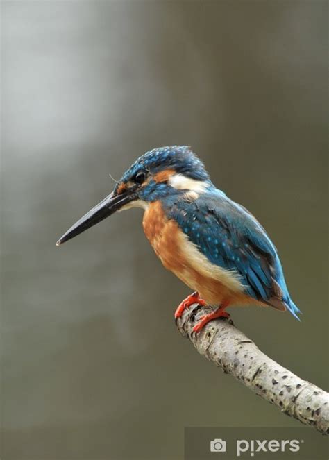 Fototapete Kingfisher Zander - PIXERS.DE