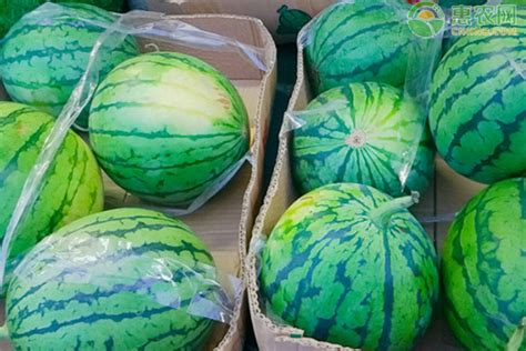 青岛:黄金西瓜一棵瓜蔓只结一个瓜 每斤5元富农家 - 致富经 果业通网