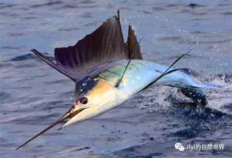 世界上游得最快的鱼：旗鱼 | 冷饭网