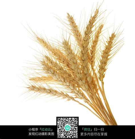 小麦穗粒数多少合适,小麦穗粒数怎么算,小麦穗粒数60_大山谷图库