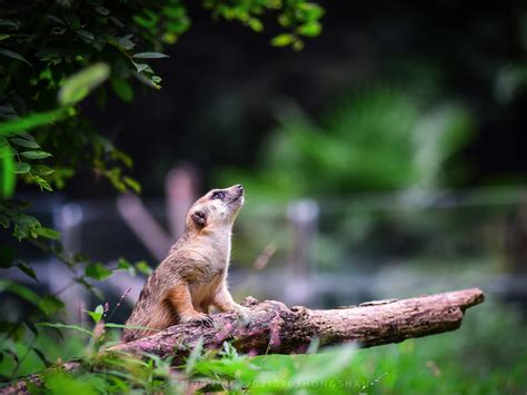 红山动物园“亚洲灵长区”建成开放 14只动物有新家啦（视频）_荔枝网新闻