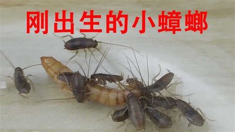 灭蟑螂小窍门_蟑螂-虫虫战队