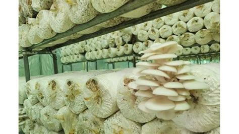 泸州古蔺县：蘑菇之乡大寨食用菌产业园助农增收_视点图片_泸州频道_四川在线