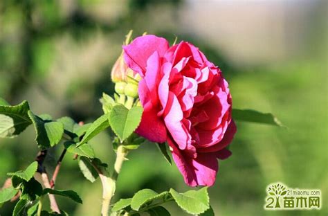 我们花园上满是刺的玫瑰干高清图片下载-正版图片505450438-摄图网