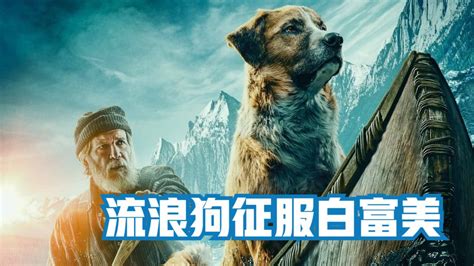 【野性的呼唤】宠物狗闯荡江湖后逆袭为狼群首领_腾讯视频