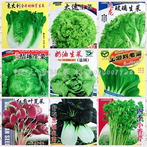 60种蔬菜的简笔画 60种蔬菜的简笔画图片 | 抖兔教育