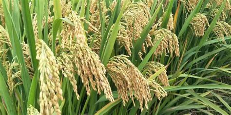 杂交水稻和普通水稻的区别 - 农敢网