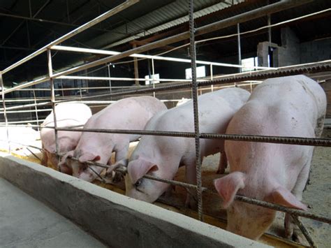 猪价连涨9天！统计局3月存栏数据透露两大信息农业资讯-农信网