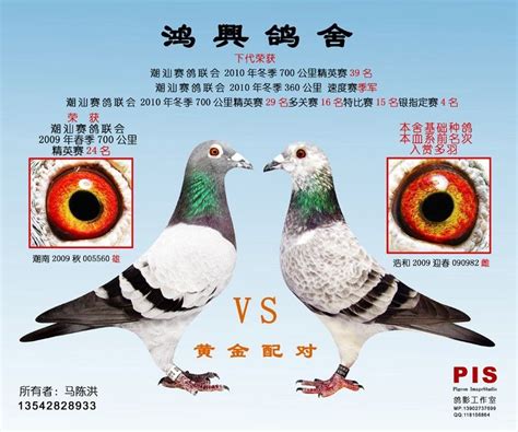 白信鸽--中国信鸽信息网相册