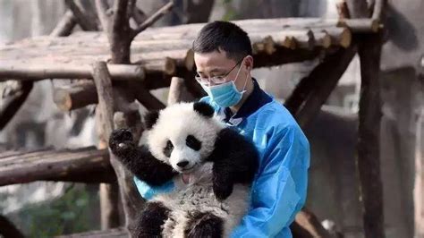 熊猫会攻击饲养员吗 为什么大熊猫要独立生活 _八宝网