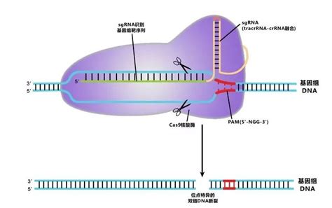 CHRDL1基因敲入小鼠模型及其构建方法