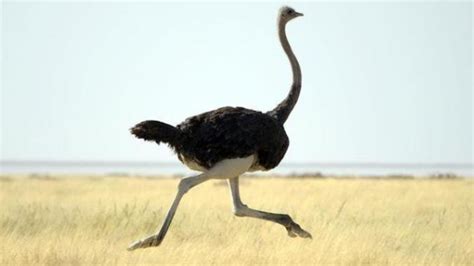 澳大利亚鸸鹋 (Dromaius novaehollandiae) 鸵鸟 Struthio camelus 的肖像，在纳米比亚高清摄影大图-千库网
