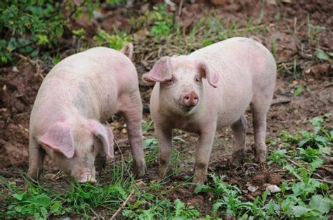母猪在喂养小猪高清图片下载-正版图片501825629-摄图网