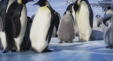 英国BBC记录片《卧底企鹅帮》又名《企鹅群里有特务》1-3集视频分享 - 爱贝亲子网