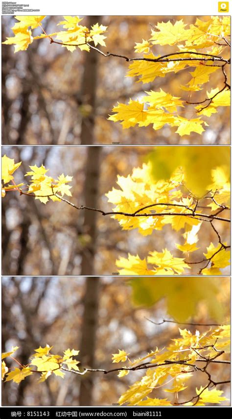 秋色正浓的黄叶高清图片下载_红动中国
