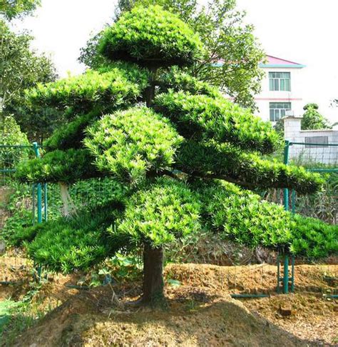 塑造最佳罗汉松树型 修枝肥培水分缺一不可 - 农牧世界