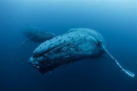 十大深海巨兽排行榜-狮鬃水母上榜(触手可长35米)-排行榜123网