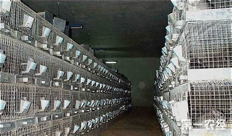 临河区：延长生猪产业链 养殖增收有奔头_巴彦淖尔市人民政府网